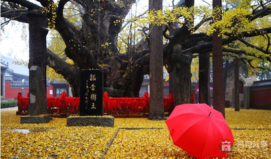 煙雨浮來(lái)，醉美銀杏 （大眾網(wǎng)記者 張希嘉 攝）