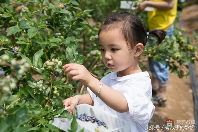 莒縣龍山隆海園藍(lán)莓采摘開園啦！