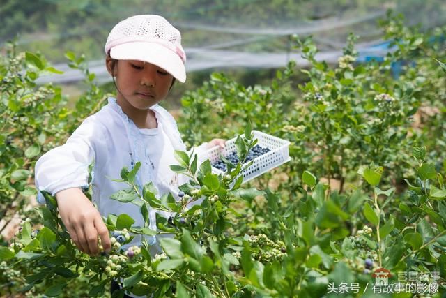 莒縣龍山隆海園藍(lán)莓采摘開園啦！