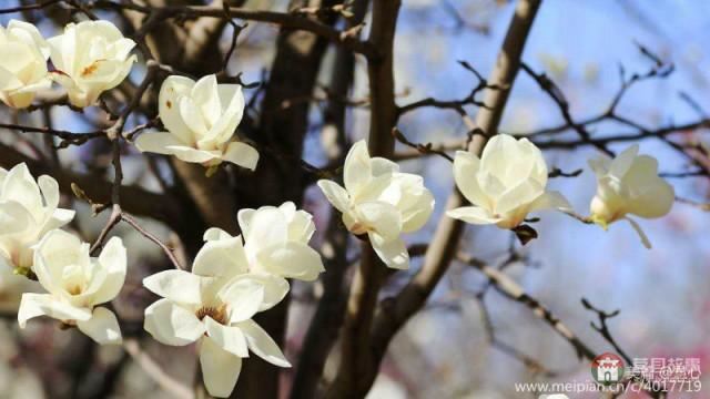 莒縣第三屆玉蘭花節(jié)暨桑園鎮(zhèn)鄉(xiāng)村旅游節(jié)開幕